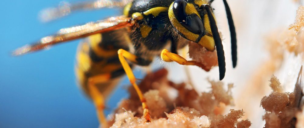 honey bee