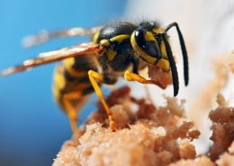 honey bee