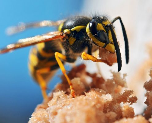 honey bee