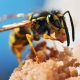 honey bee