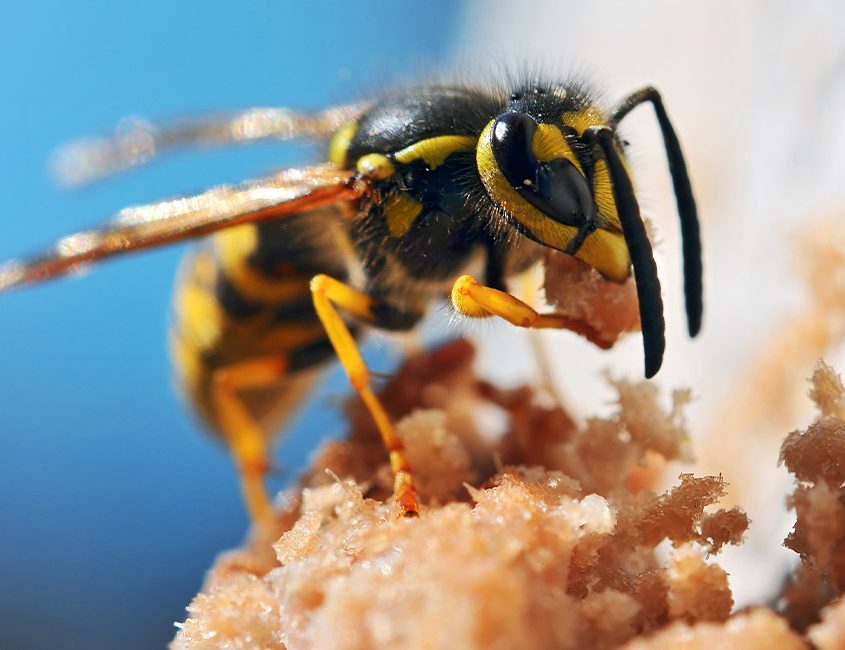 honey bee